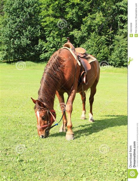 Cavalo A Sela Que Alimenta No Pasto Imagem De Stock Imagem De