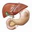Anatomy Of The Gallbladder With Surrounding – Medical Stock 