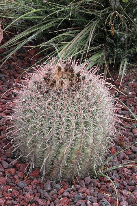 Cactaceae Arizona Barrel Cactus Ferocactus Wislizeni The Portal To