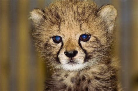 Amara The Baby Cheetah Amara The Baby Cheetah At The