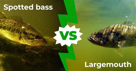 Spotted Bass Vs Largemouth 9 Key Differences Explained Az Animals