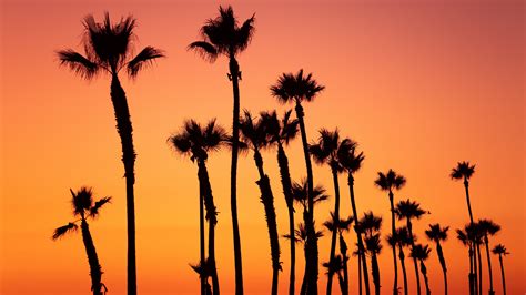Wallpaper Id 8539 Palm Trees Sunset Sky Pink Tropics 4k Free