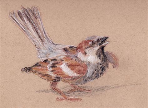 Sparrow Drawing At Explore Collection Of Sparrow