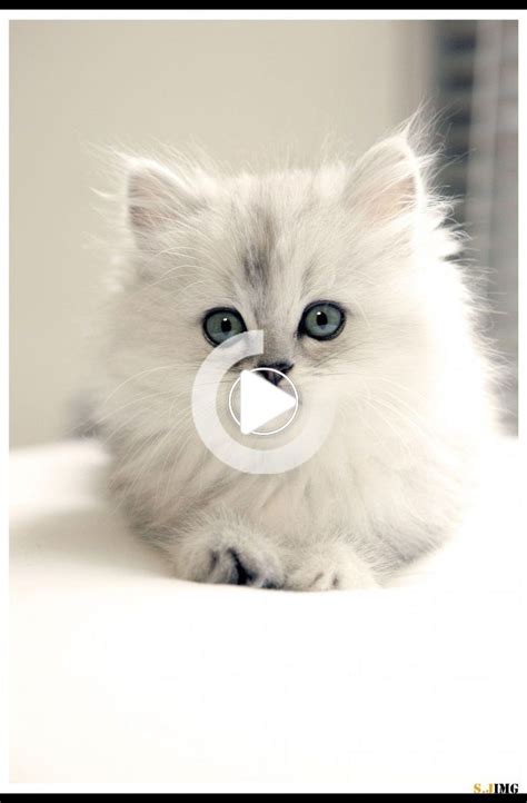 Cute Kittens Will Melt Your Heart Kittens That Will Make You Fall In