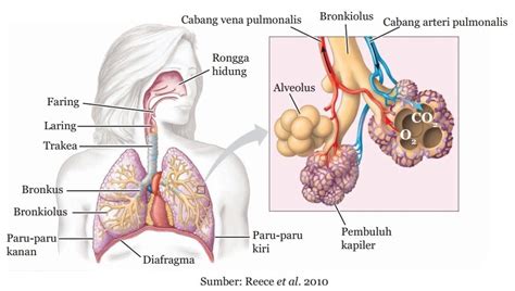 Kumpulan Materi Pelajaran Biologi Sistem Pernapasan Respirasi Kelas