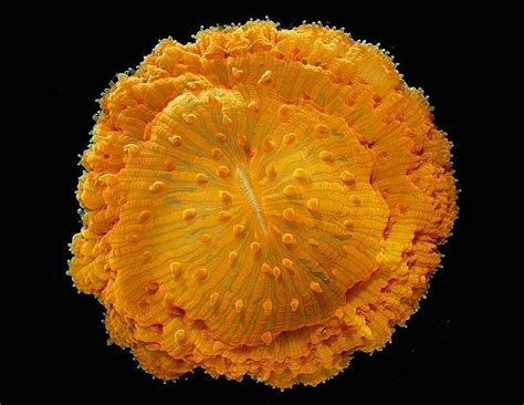 Mr James Nicholson Specimen Solitary Coral Fungia Sp Microscopic