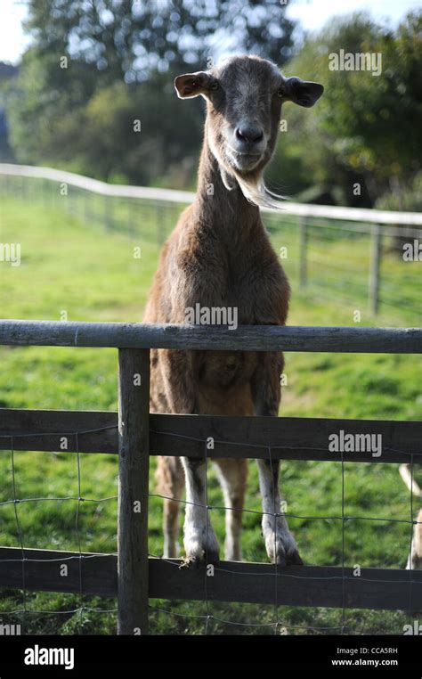 Goat Standing On Hind Legs Hi Res Stock Photography And Images Alamy