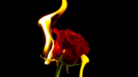 Como liberar todos os emotes no seu free fire de graça!!! red rose flower with fire photo - Free Flower Image on ...