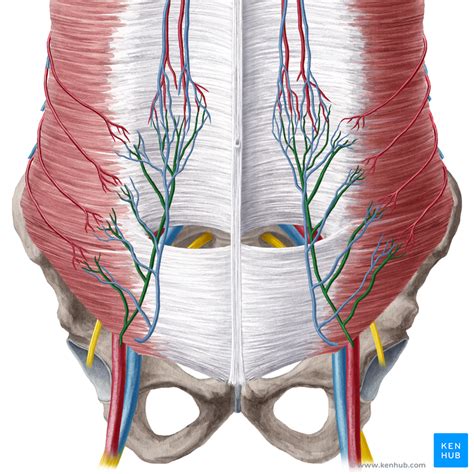 Inferior Epigastric Artery Anatomy
