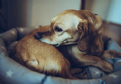 Skin Itching In Dogs 9 Common Causes For Dog Itchy Skin Issues