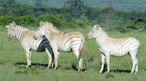 Stunning White Zebras In The Wild