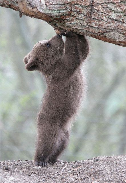 82 Best Itch Images On Pinterest Wild Animals Grizzly Bears And Bears