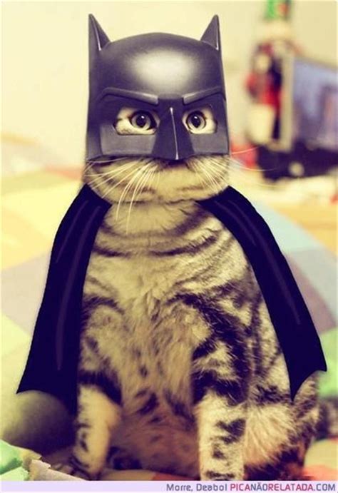 I Am Batman Funny Cats Dump A Day