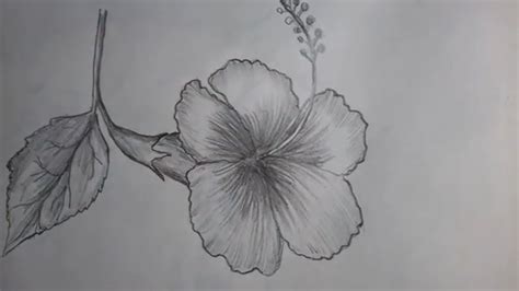 How To Draw A Hibiscus Flower With Pencil Shading জবা Youtube