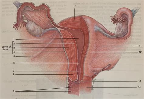 Posterior View Of The Female Reproductive Organs Diagram Quizlet