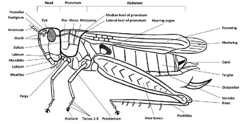 External Anatomy Of A Grasshopper Josef Tumbrinck Download Scientific Diagram