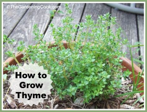 Growing Thyme Fragrant Herb How To Grow