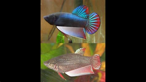 When people breed betta fish, they usually introduce the fish slowly by putting them in adjacent tanks (where they can see each other), or in the same tank but separated by a clear. Giant Female Betta fish in her travel case just showing ...