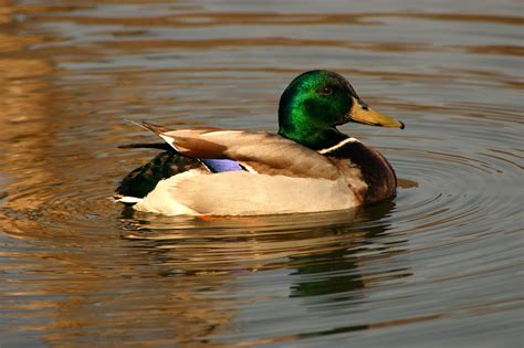 Avian Flu Found In Duck In Alaska On Major Bird Migratory Route World