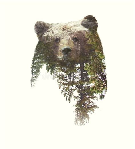 Double Exposure Portraits Of Bear And Green Forest Stock Photo Image
