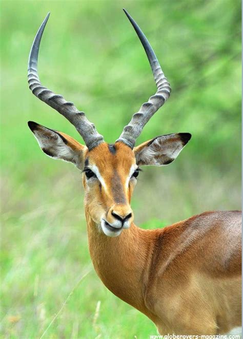 Dog tags for my grand dogs. Male impala grazing on the African grassland. Beautiful ...