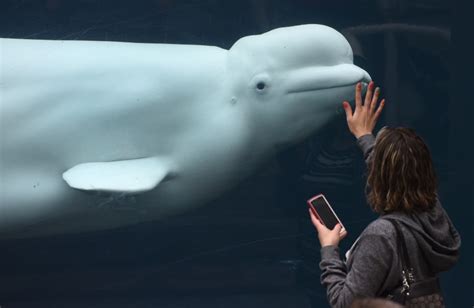 Beluga Whale Spotted In Englands Thames River
