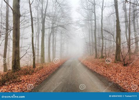 Road In Misty Forest At Fall Stock Photo Image Of Falling Fall 69047692