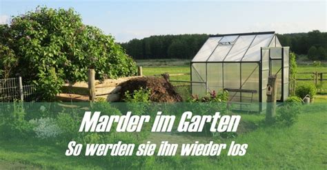 Kot marder waschbarkot im garten so erkennen sie den kot richtig. Marder im Garten: Erkennen & Vertreiben