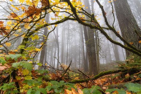 Foggy Forest Fall Colors In Forest Park Portland Oregon Stock Photo