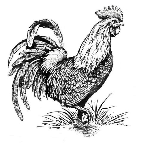 Rooster Coloring Pages Bing Pencil Drawings Of Animals Rooster