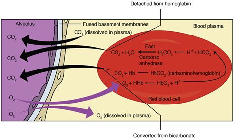 Pulmonary Gas Exchange And Transport