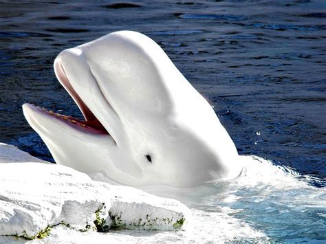 Beluga Whale Cool And Interesting Facts For Kids