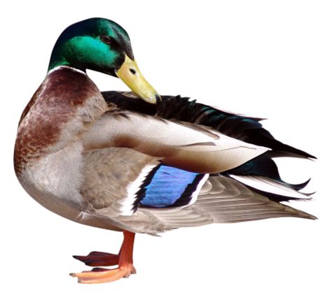 Duck Transparent Png White Black And Other Varieties Of Ducks Free