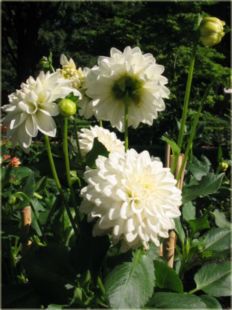 Dalia Dekoracyjna Wittem Biało Różowa Dahlia Hybrida Dalia Dekoracyjna