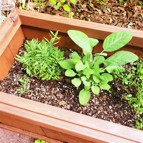How To Start An Outdoor Herb Garden Beautiful Eats And Things