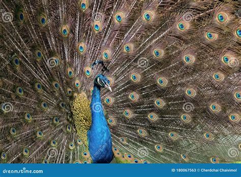 Close Up Male Indian Peafowl Or Indian Peacock Is Spreading Feathers Stock Image Image Of