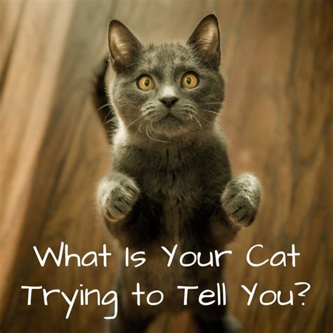 Find out what all your cat's sounds mean and how they communicate with you through body language a cat does this when it is absolutely confident of safety. What Your Cat's Behaviors, Body Language, and Sounds Mean ...
