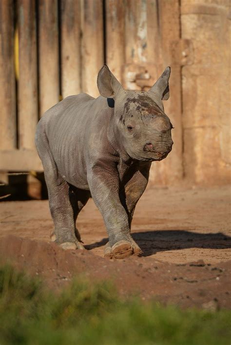 Endangered Rhino Birth Caught On Camera At Chester Zoo Zooborns