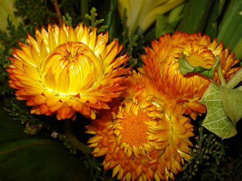 Tres Flores Gioserchivas Flickr