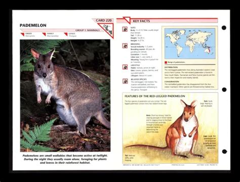 Pademelon Wildlife Fact File Mammal Animal Card Home School Study 1220