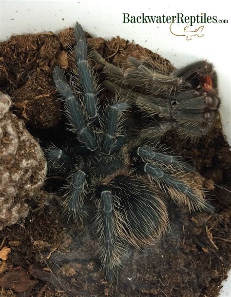 How Tarantulas Molt Backwater Reptiles Blog