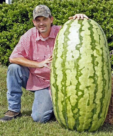 How To Grow Watermelon From Seeds Plant Instructions
