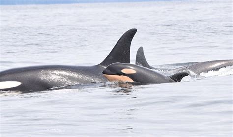 Update On Southern Resident Orcas Dolphin Project