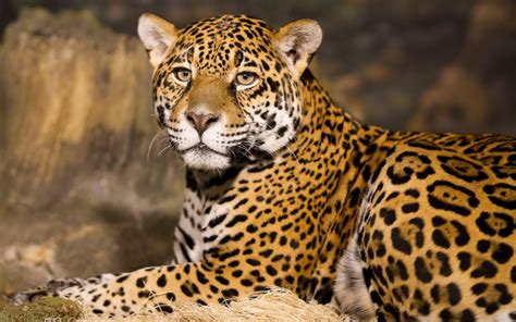 Tiere Close Up Jaguar Raubtier 1920x1200 Hd Hintergrundbilder Hd Bild