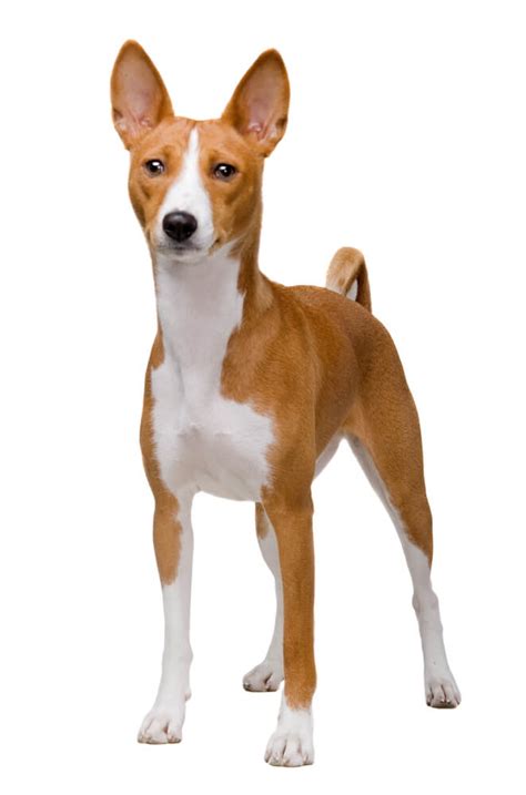Basenji Dog Breed Characteristics History Appearance