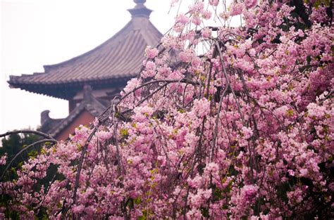 Pin By Ariana Elizabeth Nolan On Mulan In 2020 Chinese Cherry Blossom