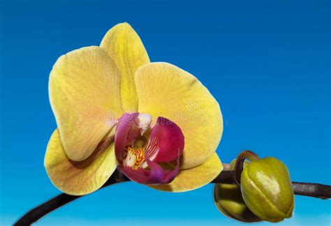 Prodotti simili in altre categorie: Fiore Dell'orchidea Sul Ramo Blu Del Fondo Immagine Stock - Immagine di pianta, flora: 86620005