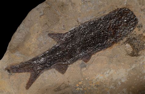 Spectacular Large Permian Fish Fossil Paramblypterus From Before The