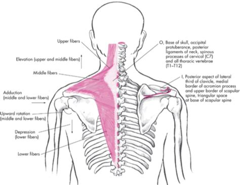 Muscle Origins Of The Shoulder Girdle Flashcards Quizlet