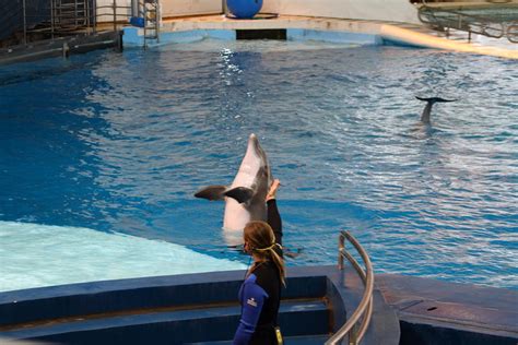 Dolphin Show National Aquarium In Baltimore Md 1212144 Photograph